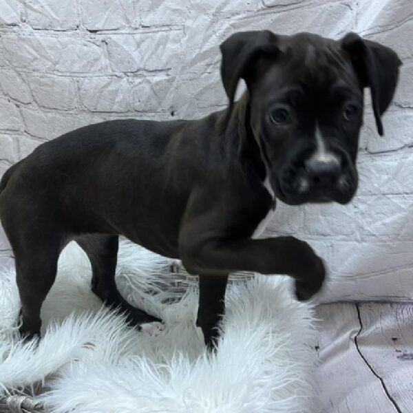 Boxer-DOG-Female-Black-8760-Petland Monroeville, PA