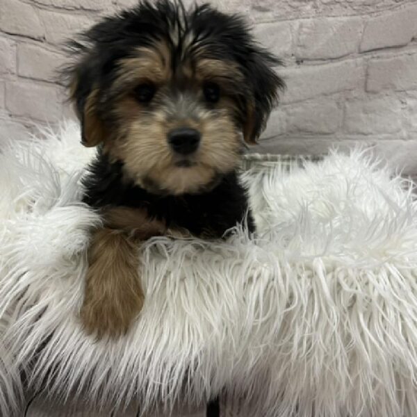 Morkie-DOG-Male-Black / Tan-8765-Petland Monroeville, PA