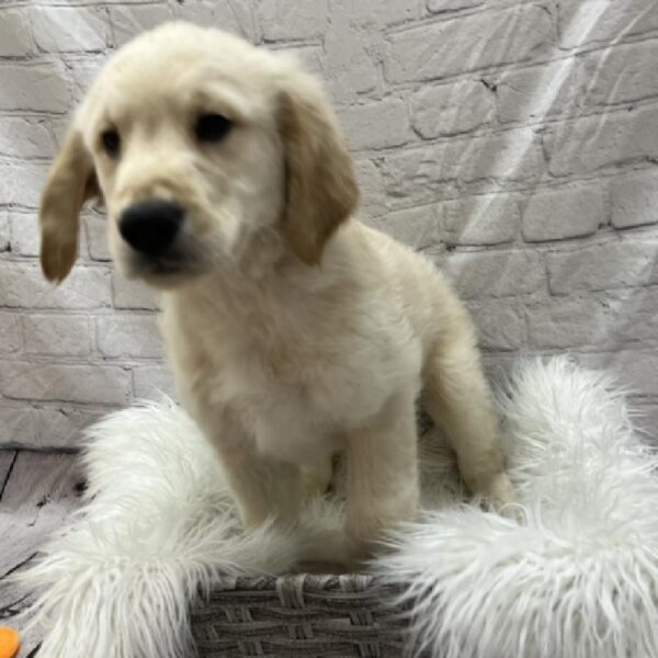Golden Retriever-DOG-Male-Light Golden-8756-Petland Monroeville, PA