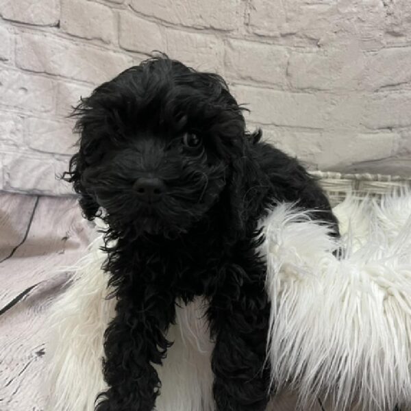 Cockapoo-DOG-Female-Black-8754-Petland Monroeville, PA