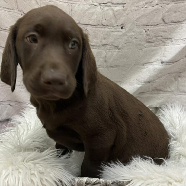 Labrador Retriever-DOG-Male-Chocolate-8764-Petland Monroeville, PA