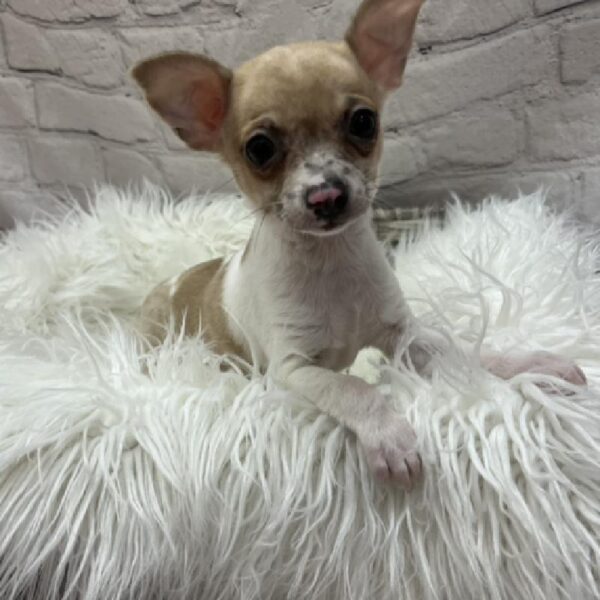 Chihuahua-DOG-Male-Fawn Merle-8762-Petland Monroeville, PA