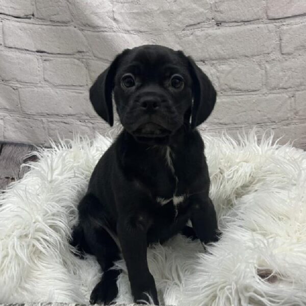 Puggle-DOG-Female-Black-8802-Petland Monroeville, PA