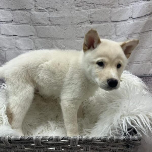 Shiba Inu-DOG-Male-Cream-8799-Petland Monroeville, PA