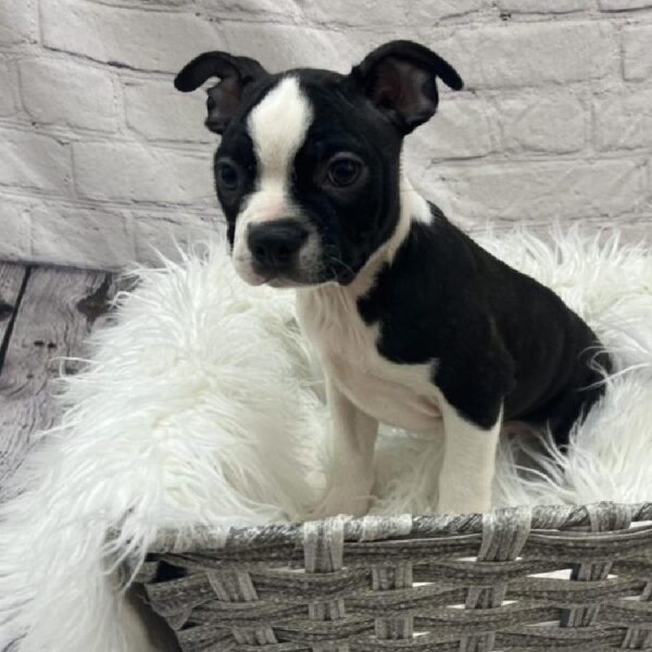 Boston Terrier-DOG-Male-Black / White-8803-Petland Monroeville, PA