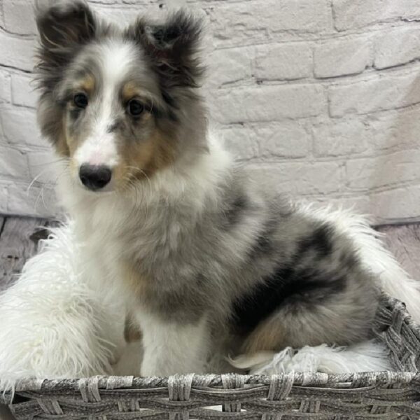 Sheltie-DOG-Male-Blue Merle-8804-Petland Monroeville, PA
