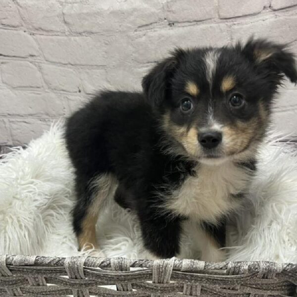 Miniature Australian Shepherd-DOG-Female-Black White and Brown-8790-Petland Monroeville, PA