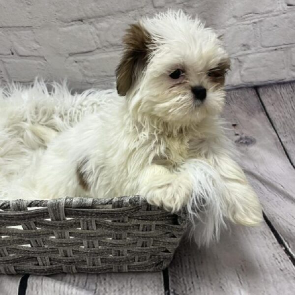 Shih Tzu-DOG-Female-Red and White-8789-Petland Monroeville, PA