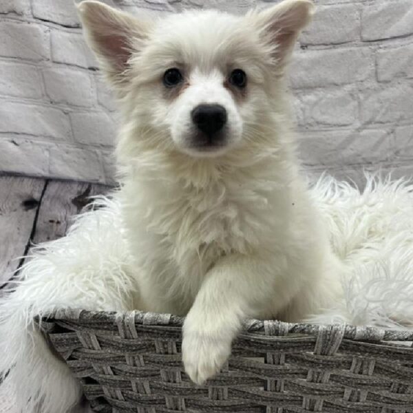 American Eskimo-DOG-Female-White and Biscuit-8775-Petland Monroeville, PA
