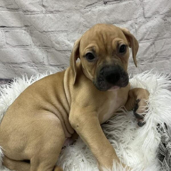 American Bulldog-DOG-Male-White and Red-8794-Petland Monroeville, PA