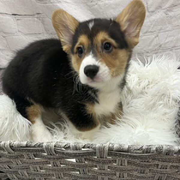 Pembroke Welsh Corgi-DOG-Male-Black and Tan-8793-Petland Monroeville, PA