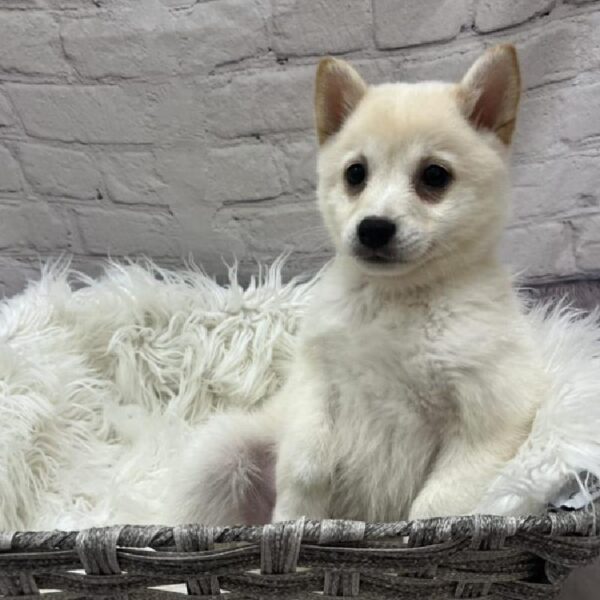 American Eskimo-Shiba Inu-DOG-Female-Cream-8788-Petland Monroeville, PA