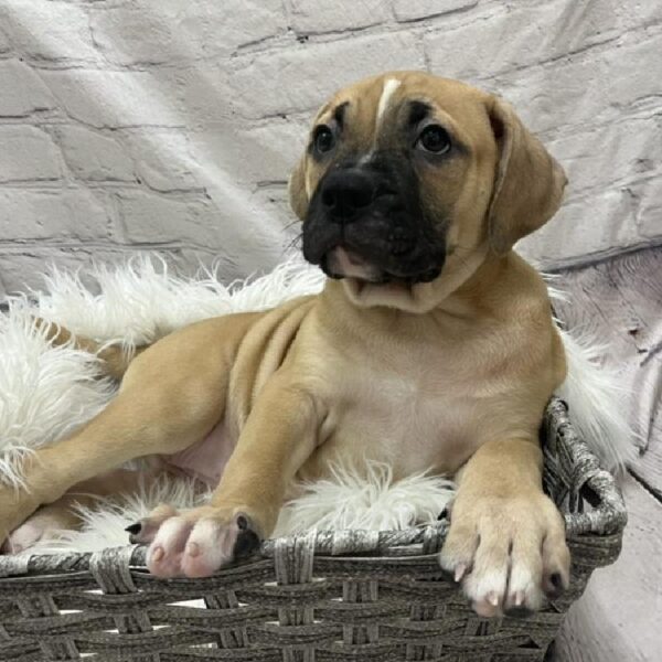 American Bulldog-DOG-Female-White and Red-8795-Petland Monroeville, PA