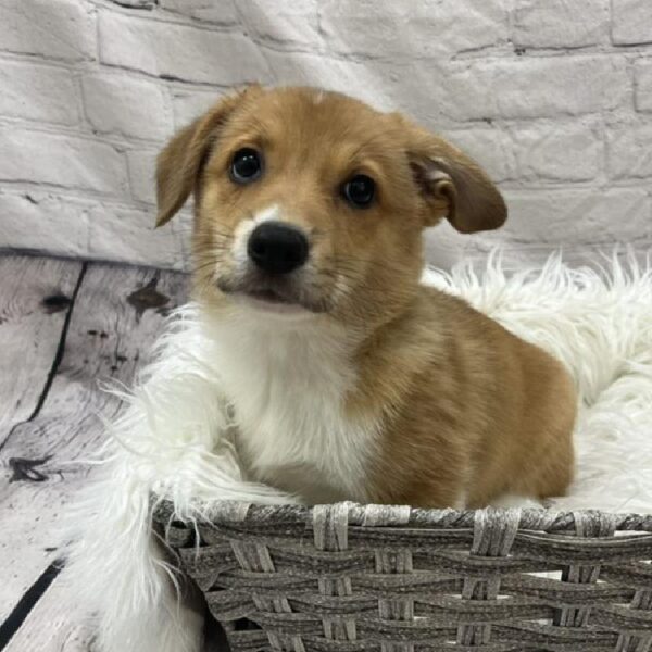 Pembroke Welsh Corgi-DOG-Male-Red-8797-Petland Monroeville, PA