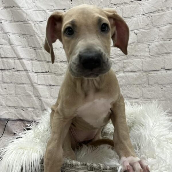 Great Dane-DOG-Female-Fawn-8816-Petland Monroeville, PA