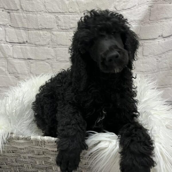 Standard Poodle-DOG-Female-Black-8817-Petland Monroeville, PA