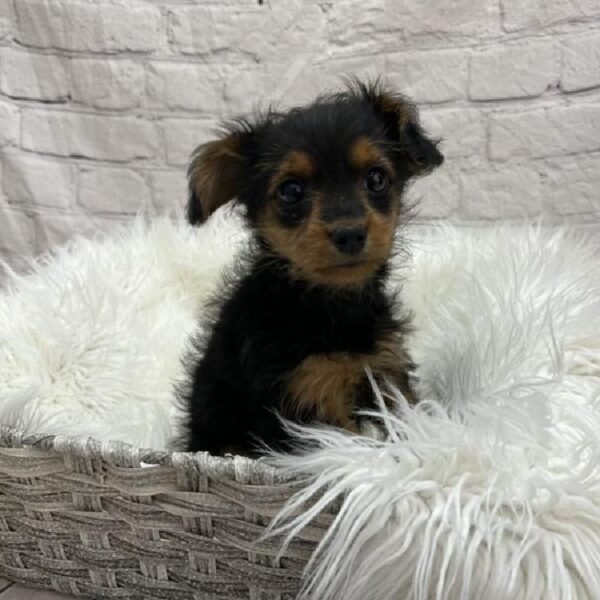Yorkie-Poo-DOG-Female-Black / Tan-8821-Petland Monroeville, PA