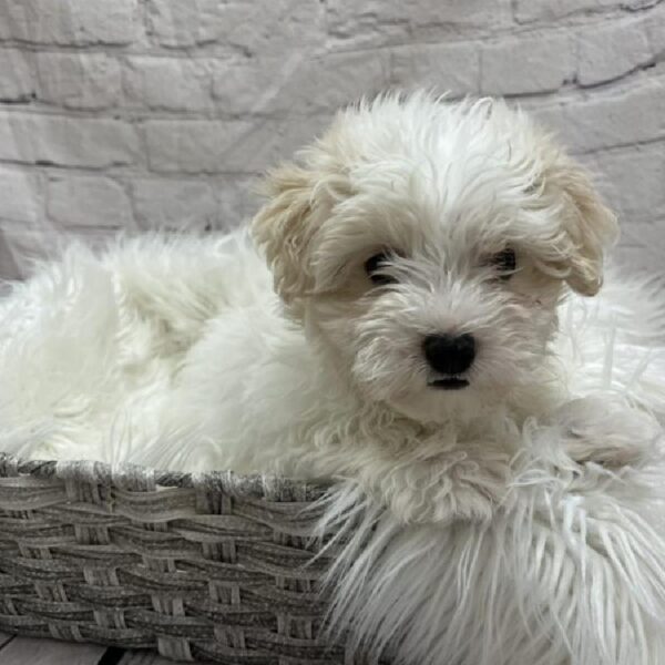 Malti-Poo-DOG-Male-White-8818-Petland Monroeville, PA