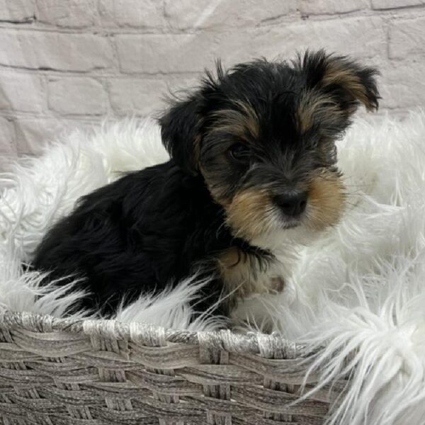 Yorkie-DOG-Male-Black / Tan-8826-Petland Monroeville, PA