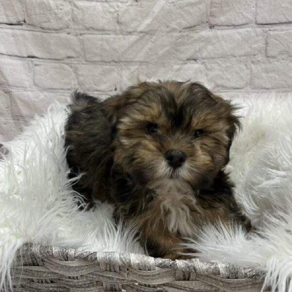 Shorkie-DOG-Male-Red Sable-8824-Petland Monroeville, PA