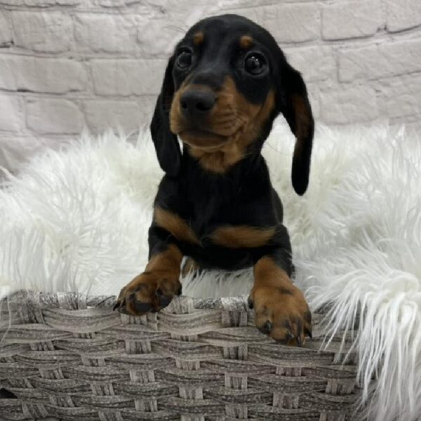 Dachshund-DOG-Female-Black / Tan-8823-Petland Monroeville, PA