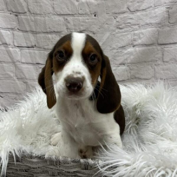Beagle-DOG-Male-Chocolate White Tan-8825-Petland Monroeville, PA