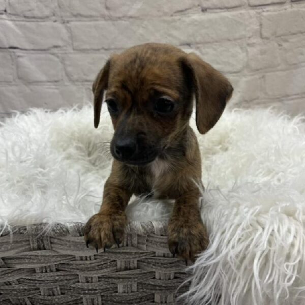 Chiweenie-DOG-Male-Brindle-8840-Petland Monroeville, PA