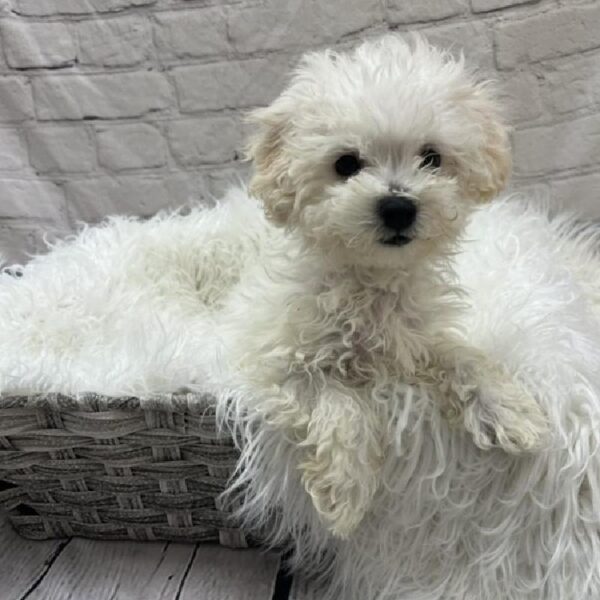 Bichon- Poo-DOG-Female-White-8839-Petland Monroeville, PA