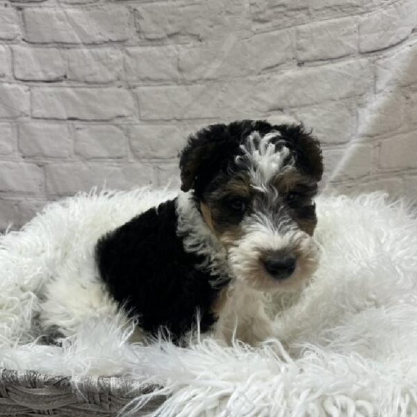 Wire Fox Terrier-DOG-Male-Black White / Tan-8841-Petland Monroeville, PA