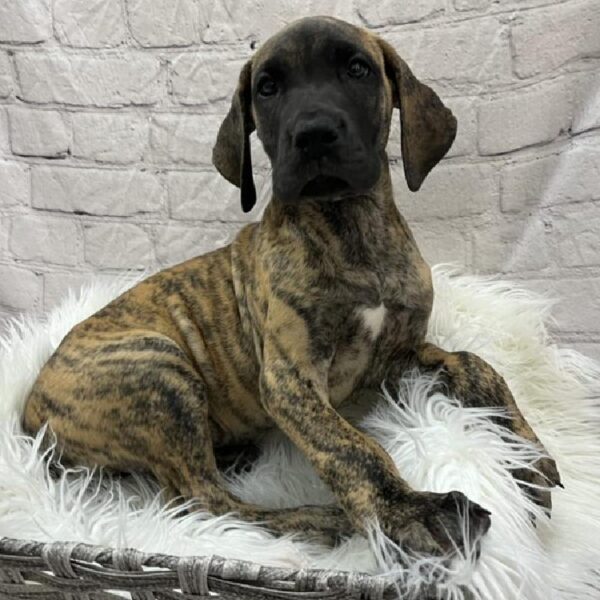 Great Dane-DOG-Female-Brindle-8858-Petland Monroeville, PA
