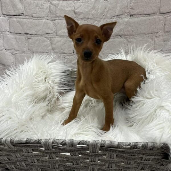 Min Pin-DOG-Female-Red-8859-Petland Monroeville, PA