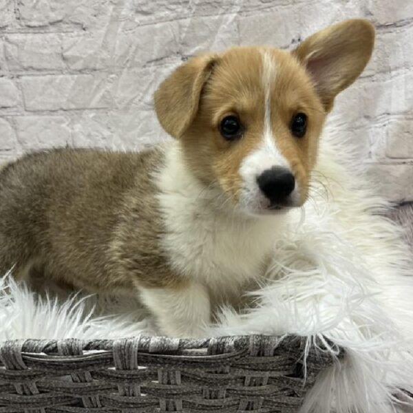 Pembroke Welsh Corgi-DOG-Male-Sable / White-8862-Petland Monroeville, PA