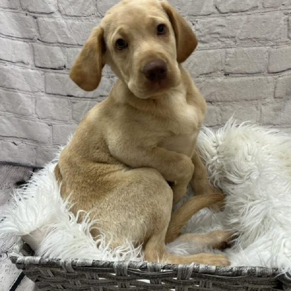 Labrador Retriever-DOG-Male-Yellow-8800-Petland Monroeville, PA