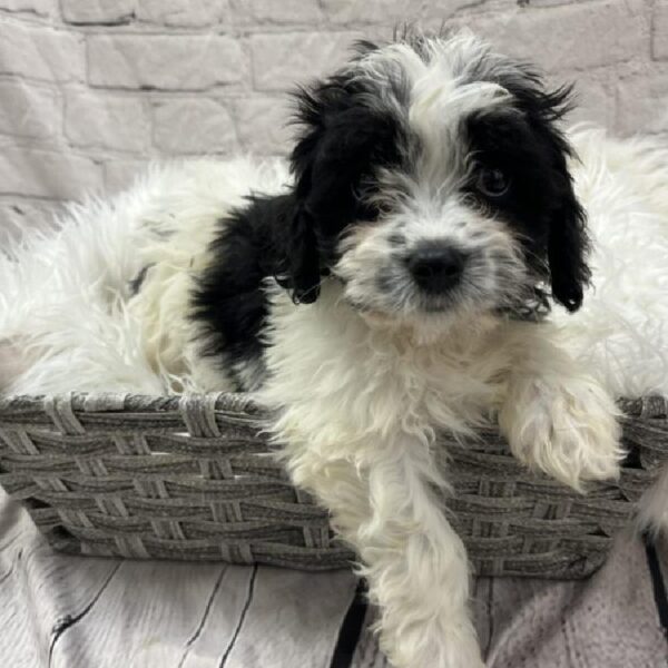 Cavachon-DOG-Female-Black and White-8855-Petland Monroeville, PA