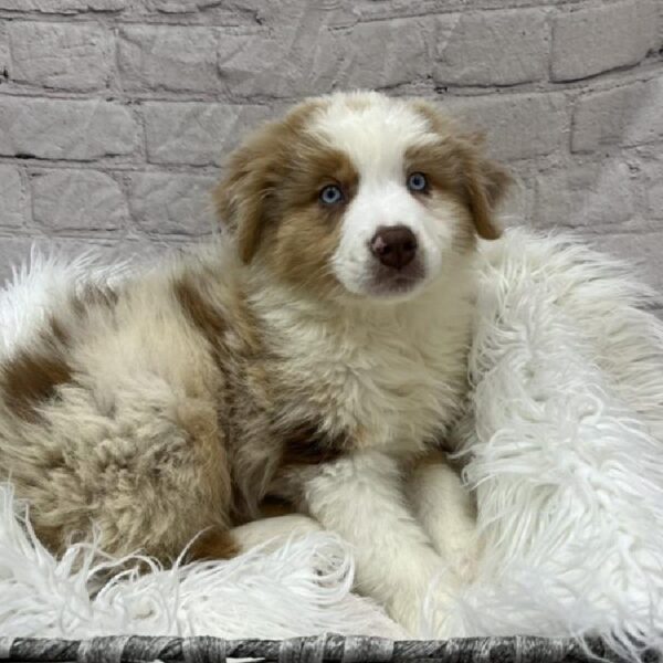 Australian Shepherd-DOG-Male-Red Merle-8854-Petland Monroeville, PA