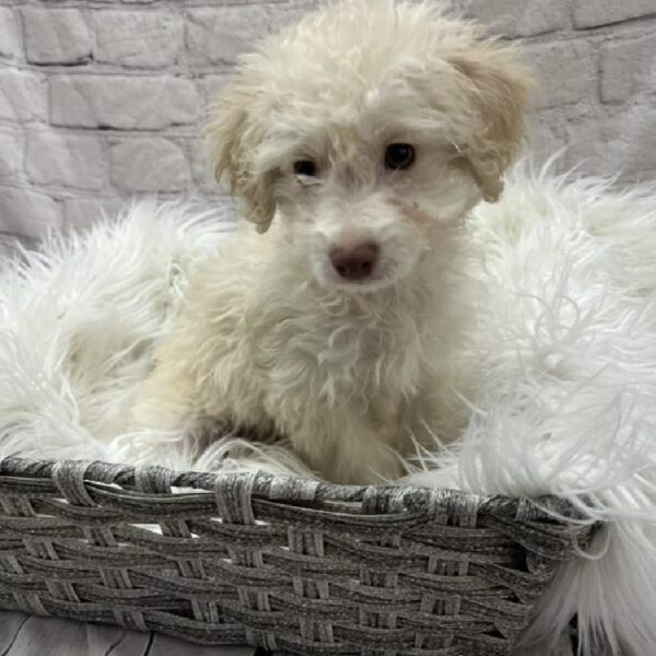 Aussiedoodle-DOG-Female-Brown and White-8853-Petland Monroeville, PA