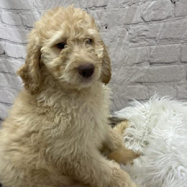 Goldendoodle-DOG-Female-Cream-8852-Petland Monroeville, PA