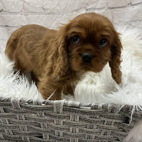 Cavalier King Charles Spaniel-DOG-Male-Ruby-8851-Petland Monroeville, PA