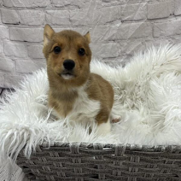 Pembroke Welsh Corgi-DOG-Female-Red-8850-Petland Monroeville, PA