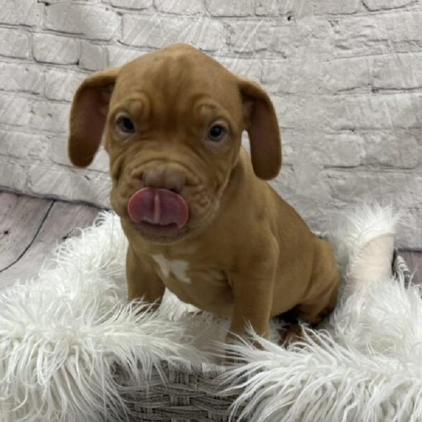 Dogue De Bordeaux-DOG-Male-Red-8874-Petland Monroeville, PA