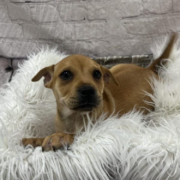 Shar Pei-Puggle-DOG-Male-Red-8871-Petland Monroeville, PA
