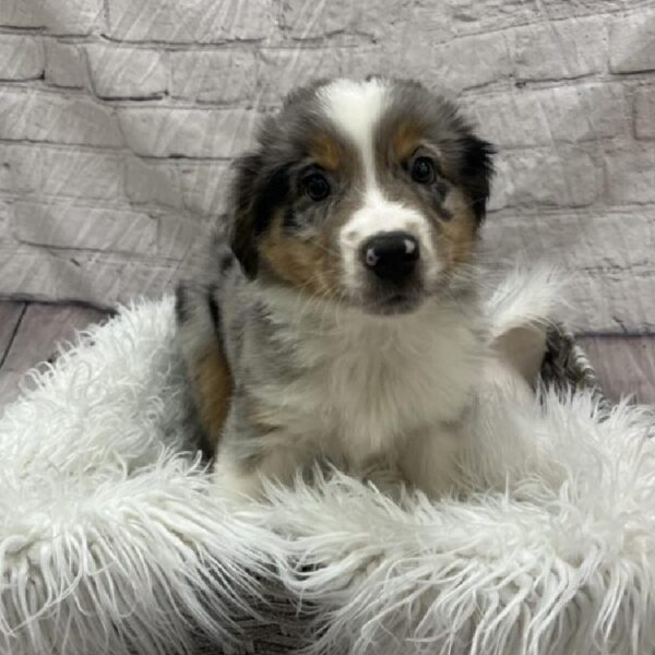 Miniature Australian Shepherd-DOG-Male-Blue Merle-8877-Petland Monroeville, PA