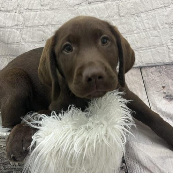 Labrador Retriever-DOG-Female-Chocolate-8888-Petland Monroeville, PA