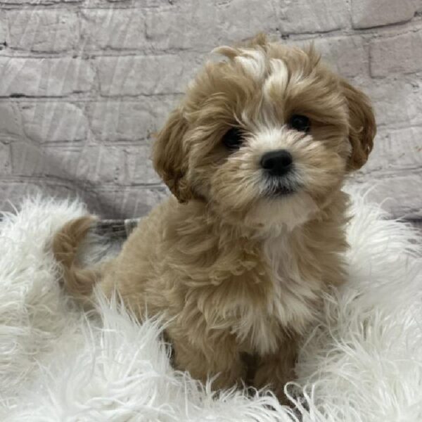 ShizaPoo-DOG-Female-Apricot-8869-Petland Monroeville, PA