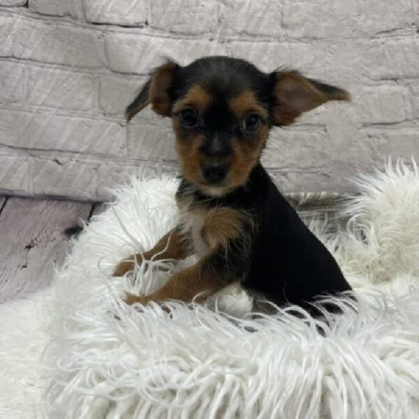 Yorkie-DOG-Female-Black and Tan-8890-Petland Monroeville, PA