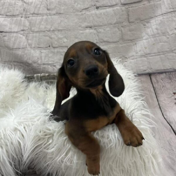 Dachshund-DOG-Female-Red-8889-Petland Monroeville, PA