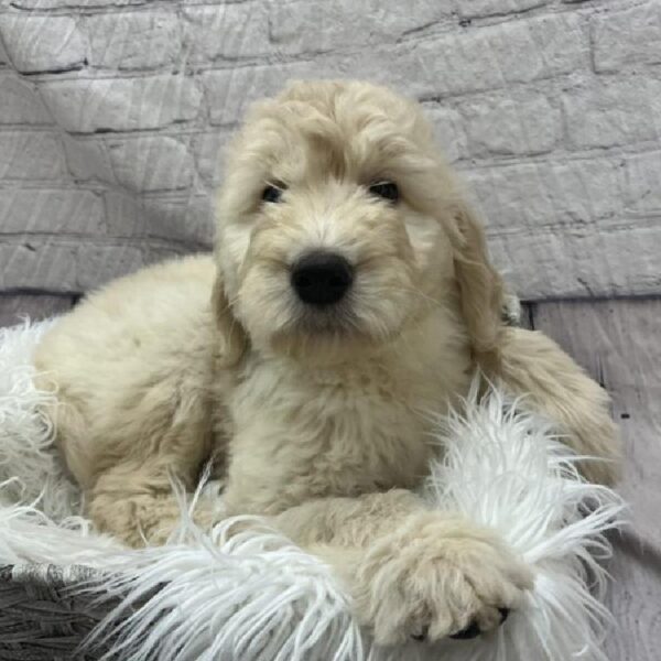 Goldendoodle-DOG-Male-Light Golden-8891-Petland Monroeville, PA