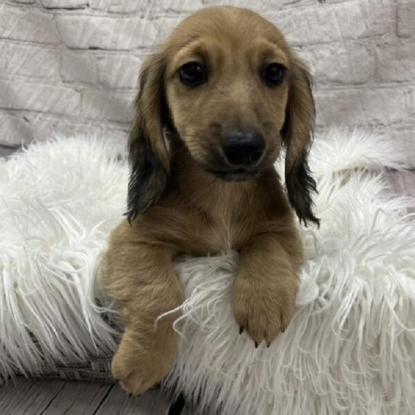 Dachshund-DOG-Male-Fawn-8876-Petland Monroeville, PA