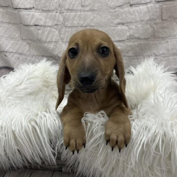 Dachshund-DOG-Male-Fawn-8875-Petland Monroeville, PA