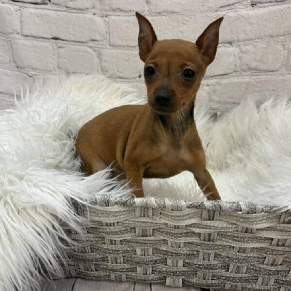 Min Pin-DOG-Female-Red-8900-Petland Monroeville, PA